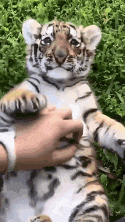 de2fbc4c501af79a69a8b776674f6ea5_1750732947_0497.gif