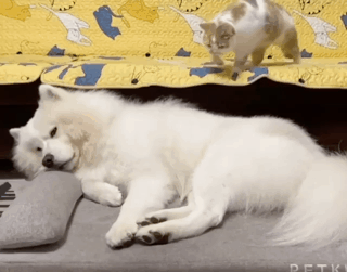 de2fbc4c501af79a69a8b776674f6ea5_1753333814_4058.gif