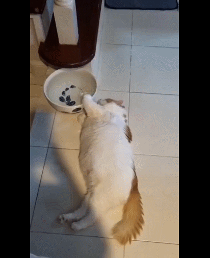 de2fbc4c501af79a69a8b776674f6ea5_1753418844_841.gif