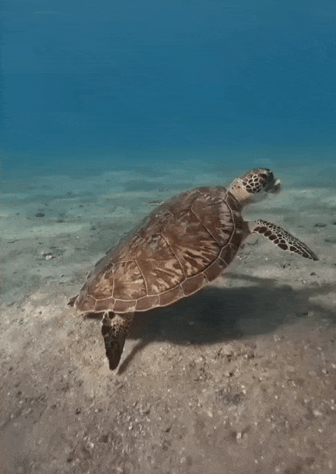 de2fbc4c501af79a69a8b776674f6ea5_1753424325_3195.gif