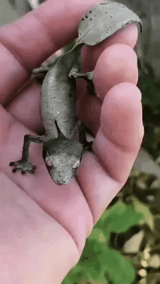 58c751826de3751c0375168c96b8b774_1755060099_4266.gif